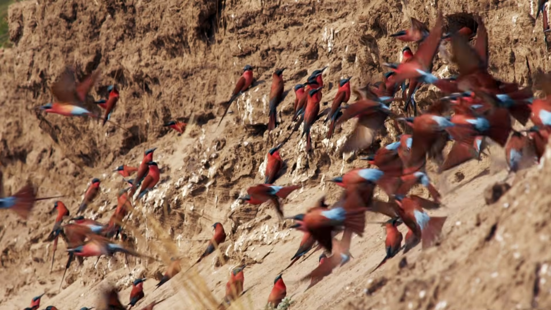 Bee-eater birds flying around their nesting site